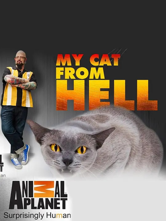 家有恶猫 第四季,家有恶猫 第四季电影